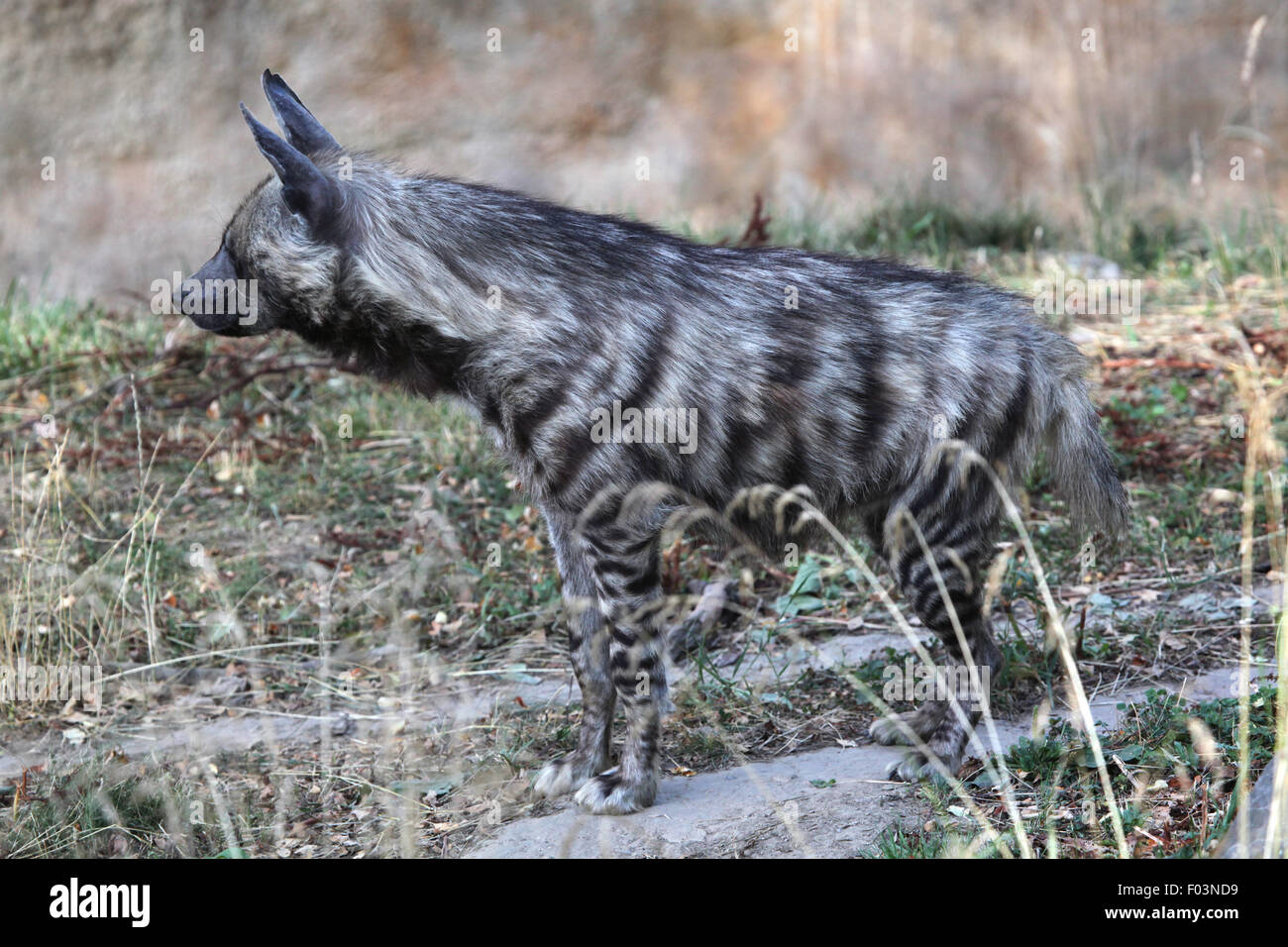 Gestreiften Hyäne (zerbeissen zerbeissen) im Zoo von Jihlava in Jihlava, Ostböhmen, Tschechien. Stockfoto