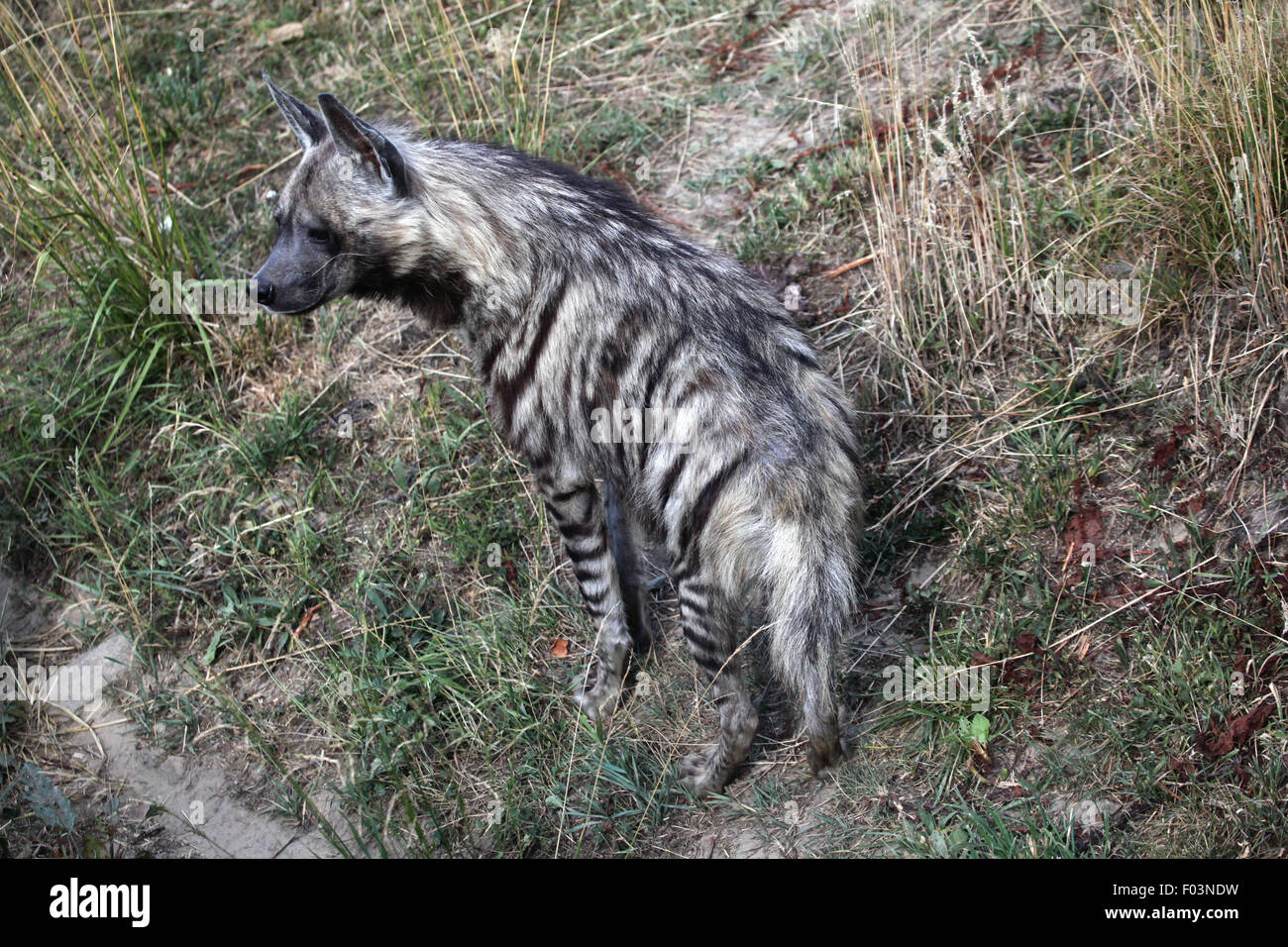 Gestreiften Hyäne (zerbeissen zerbeissen) im Zoo von Jihlava in Jihlava, Ostböhmen, Tschechien. Stockfoto