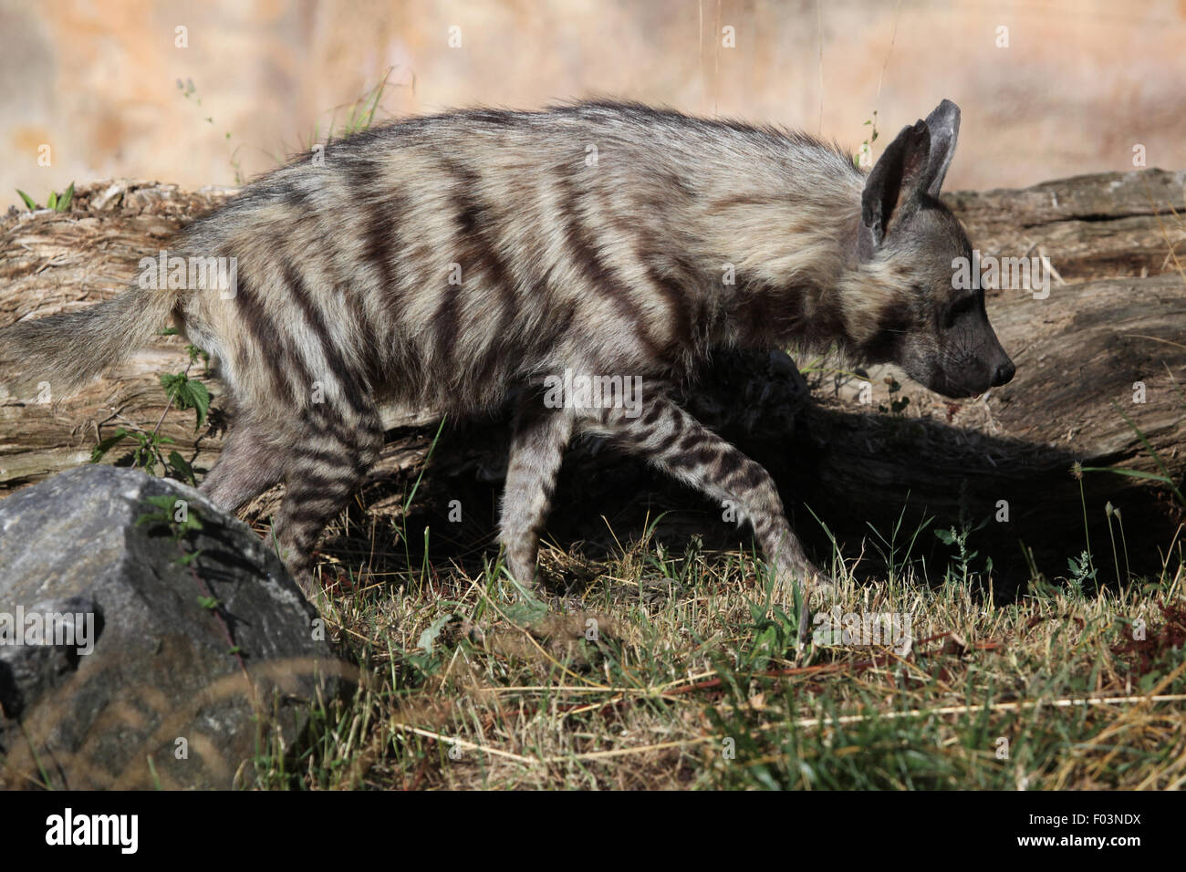 Gestreiften Hyäne (zerbeissen zerbeissen) im Zoo von Jihlava in Jihlava, Ostböhmen, Tschechien. Stockfoto