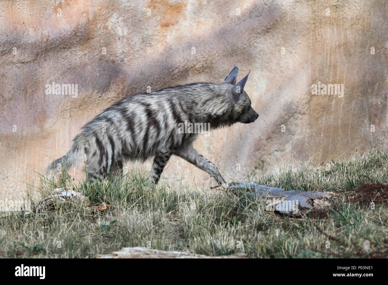 Gestreiften Hyäne (zerbeissen zerbeissen) im Zoo von Jihlava in Jihlava, Ostböhmen, Tschechien. Stockfoto