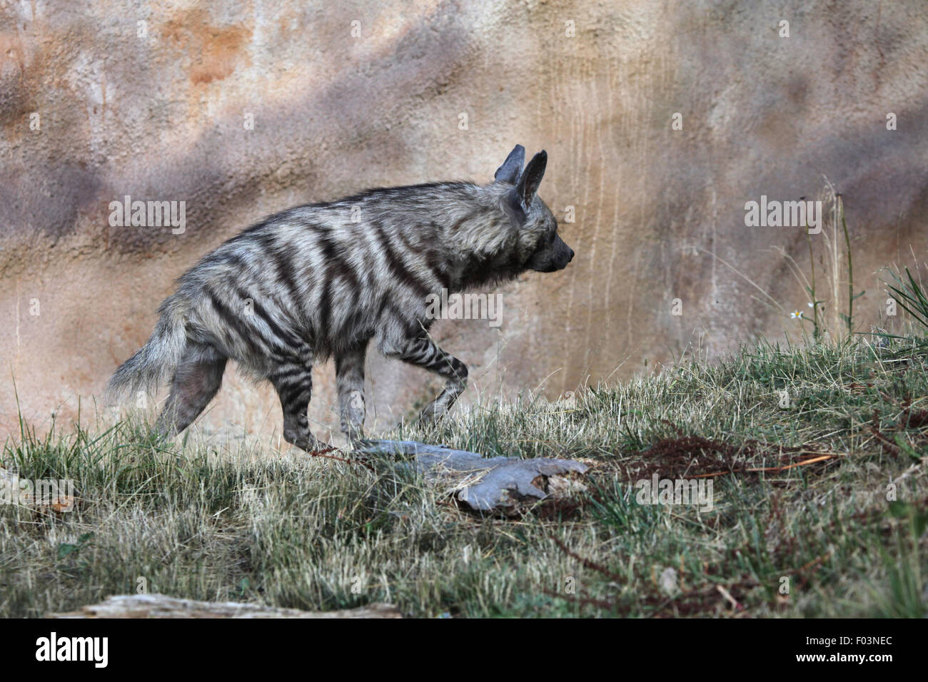 Gestreiften Hyäne (zerbeissen zerbeissen) im Zoo von Jihlava in Jihlava, Ostböhmen, Tschechien. Stockfoto
