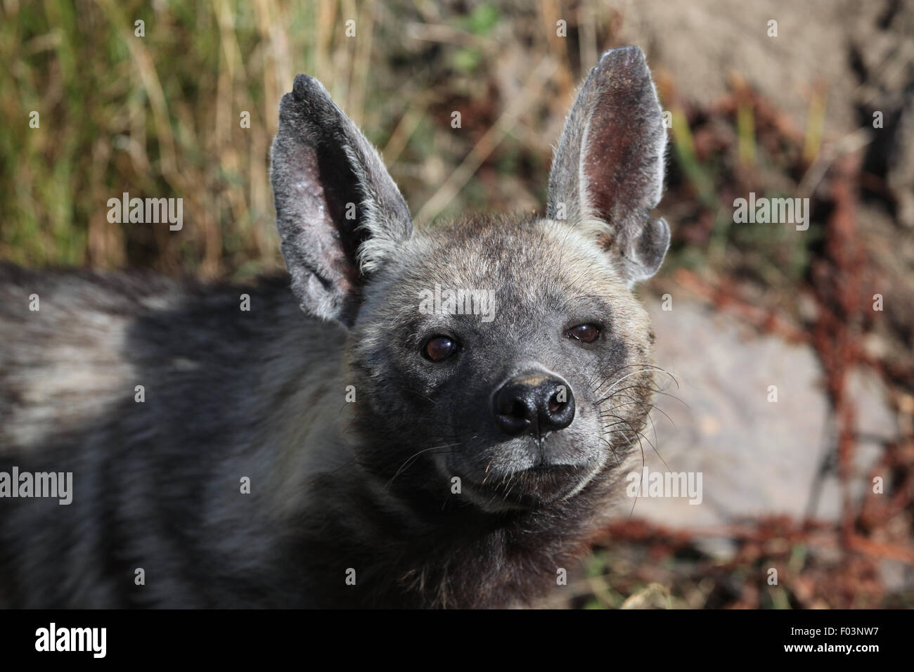 Gestreiften Hyäne (zerbeissen zerbeissen) im Zoo von Jihlava in Jihlava, Ostböhmen, Tschechien. Stockfoto
