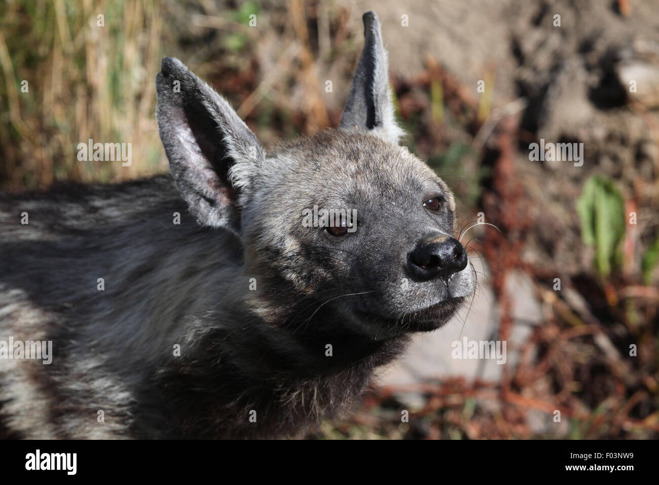Gestreiften Hyäne (zerbeissen zerbeissen) im Zoo von Jihlava in Jihlava, Ostböhmen, Tschechien. Stockfoto