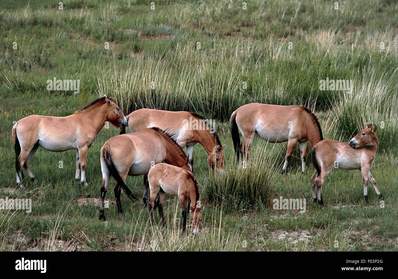 Przewalski Pferd oder Wildpferd (Equus Ferus Przewalskii), Khustain Nuruu National Park, Mongolei. Stockfoto