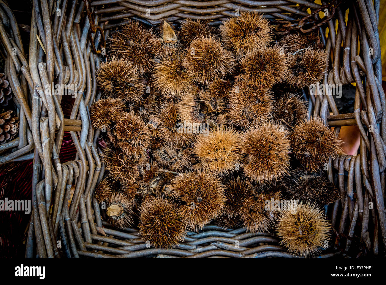 Korb mit Kastanien für Verkauf an den Campo de' Fiori im freien Markt in Rom, Italien. Stockfoto