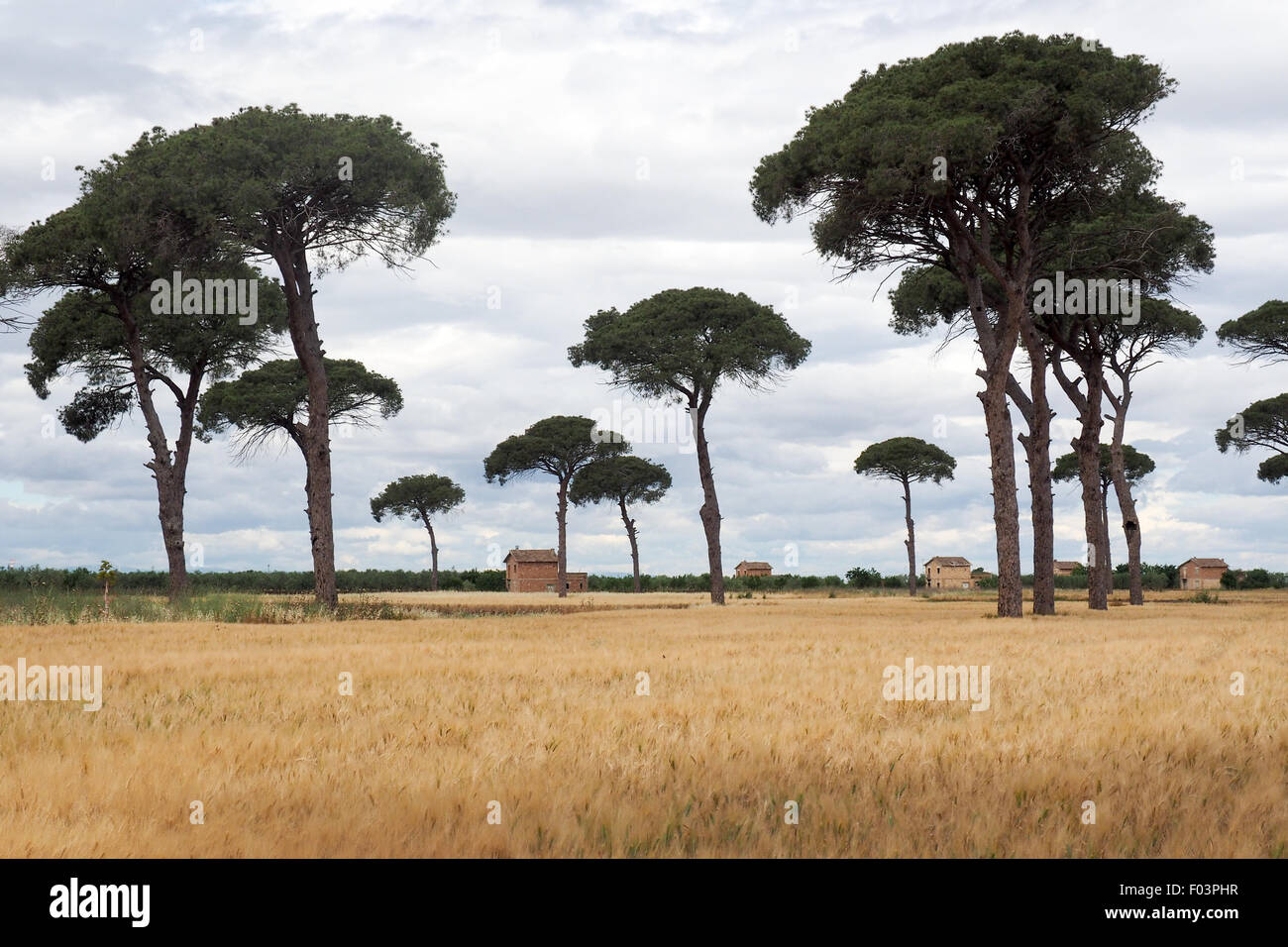 Kiefern im Weizenfeldern mit Bauruinen. Stockfoto