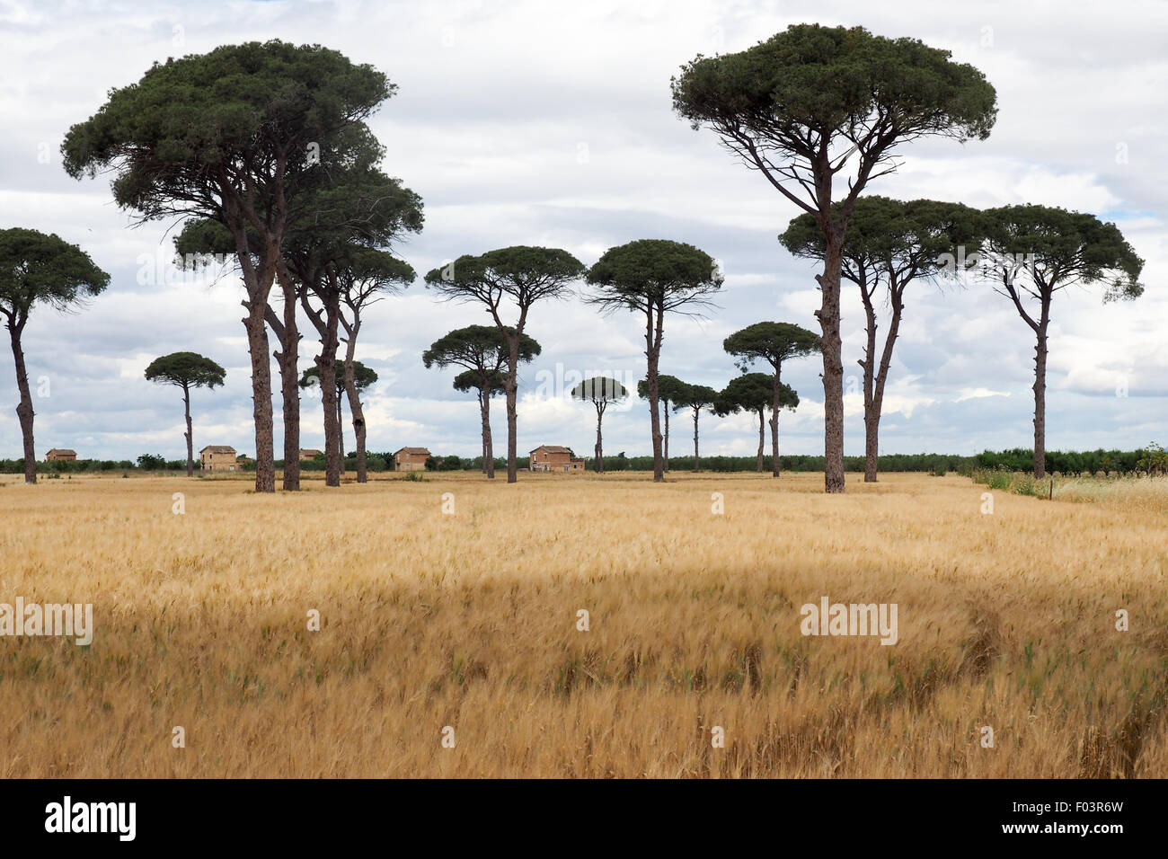 Kiefern im Weizenfeldern mit Bauruinen. Stockfoto