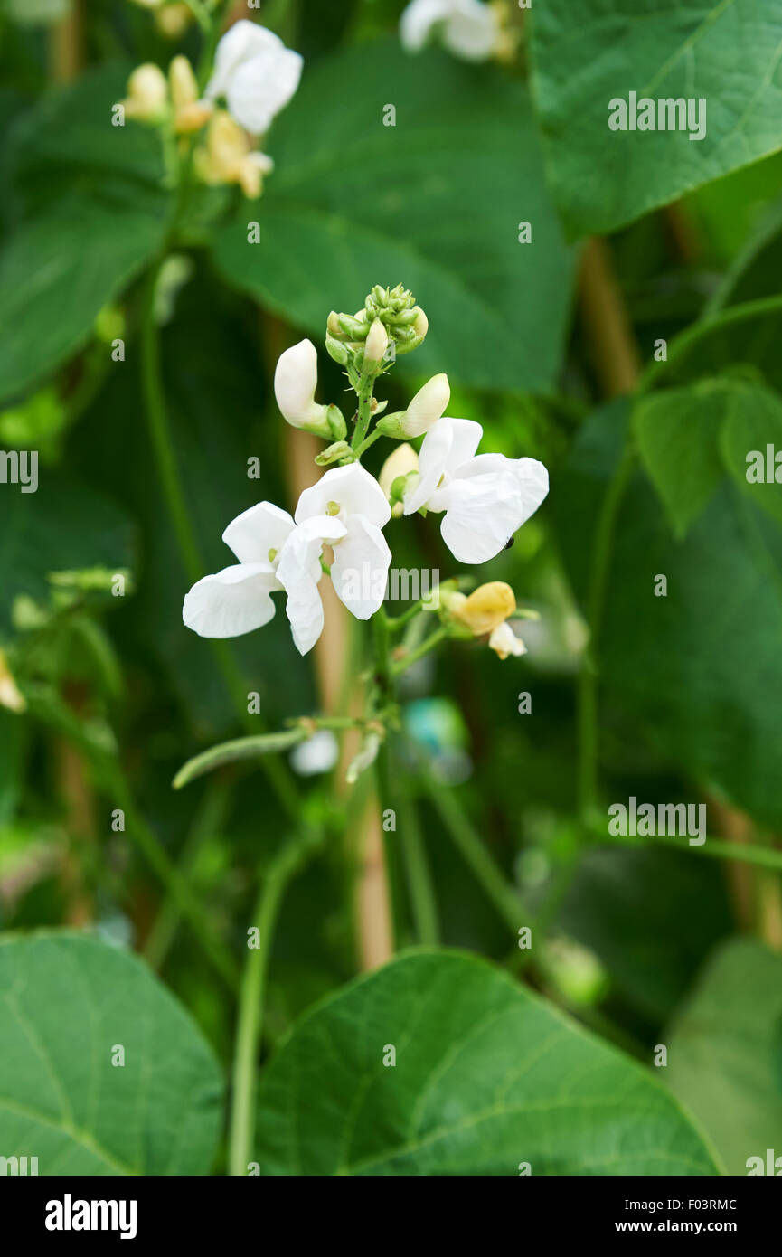 Runner Bean Pflanzen mit weißen Blüten und eine Ernte von jungen Bohnen eine Zuckerrohr-Wigwam in einem Gemüsegarten aufwachsen. Stockfoto