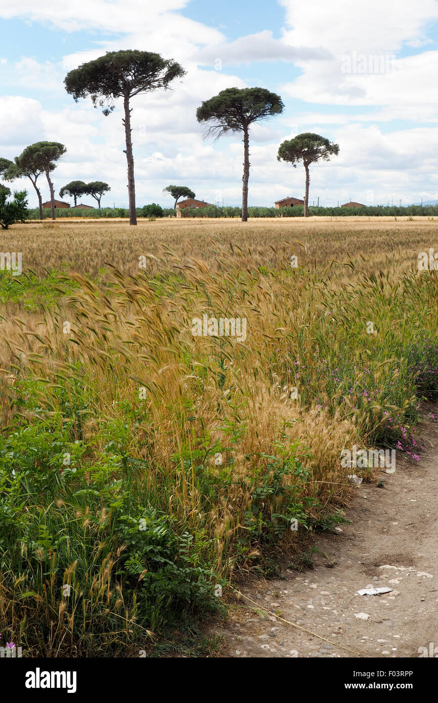 Kiefern im Weizenfeldern mit Bauruinen. Stockfoto