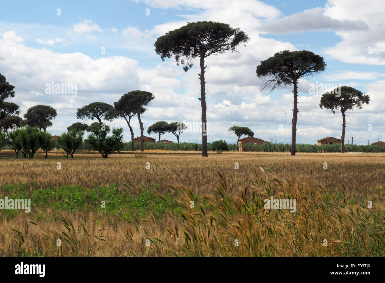 Kiefern im Weizenfeldern mit Bauruinen. Stockfoto