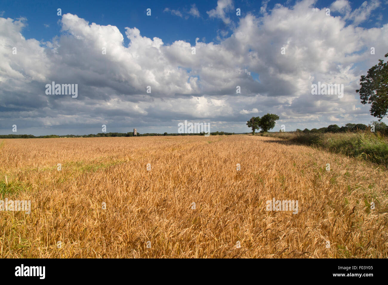 Pastorale Landschaft von St. James Kirche Southrepps Norfolk und reifenden Gerstenfeld Stockfoto