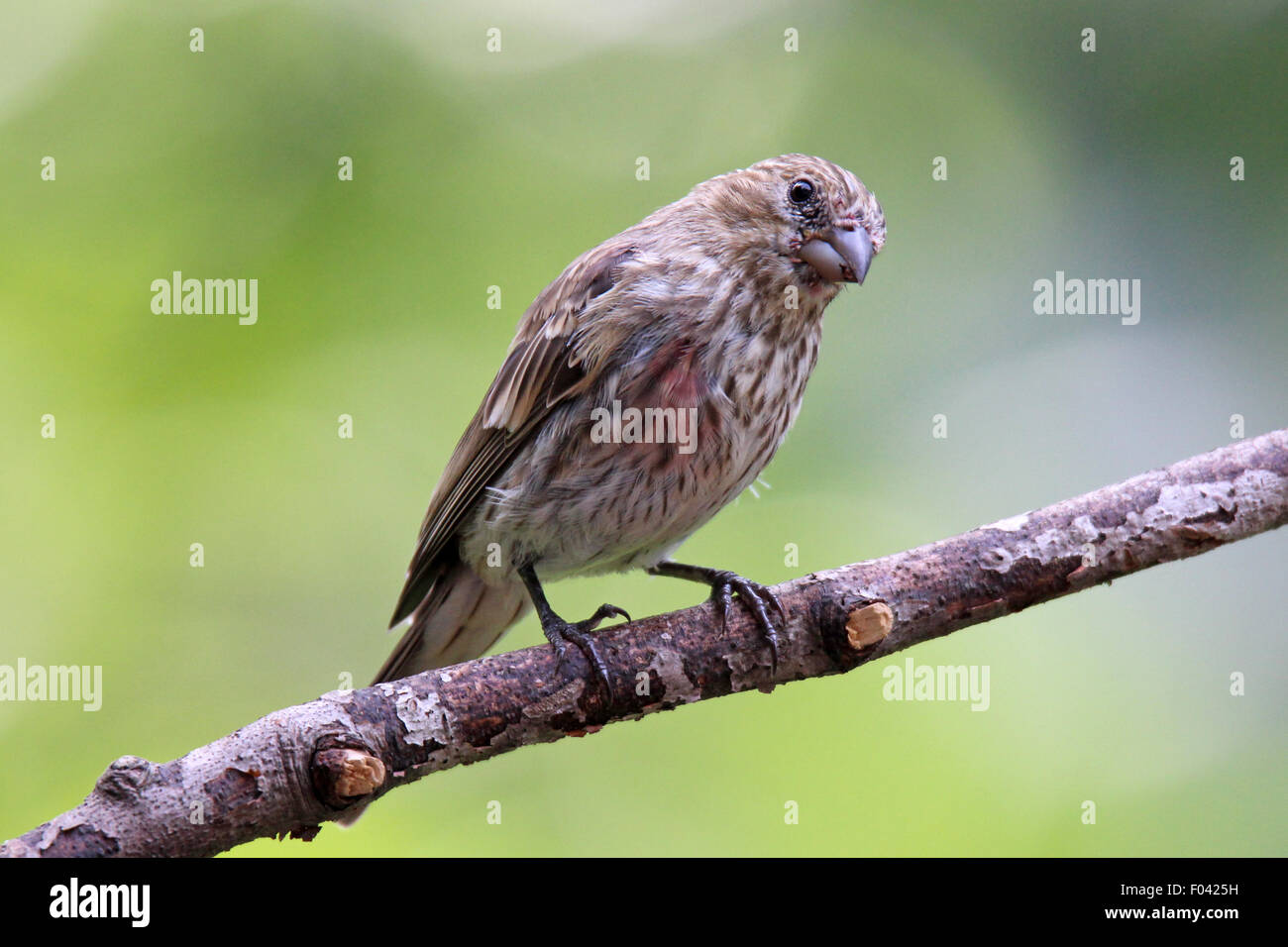 Ein weiblicher Haus Fink (Carpodacus Mexicanus) hocken auf einem Ast im Sommer Stockfoto