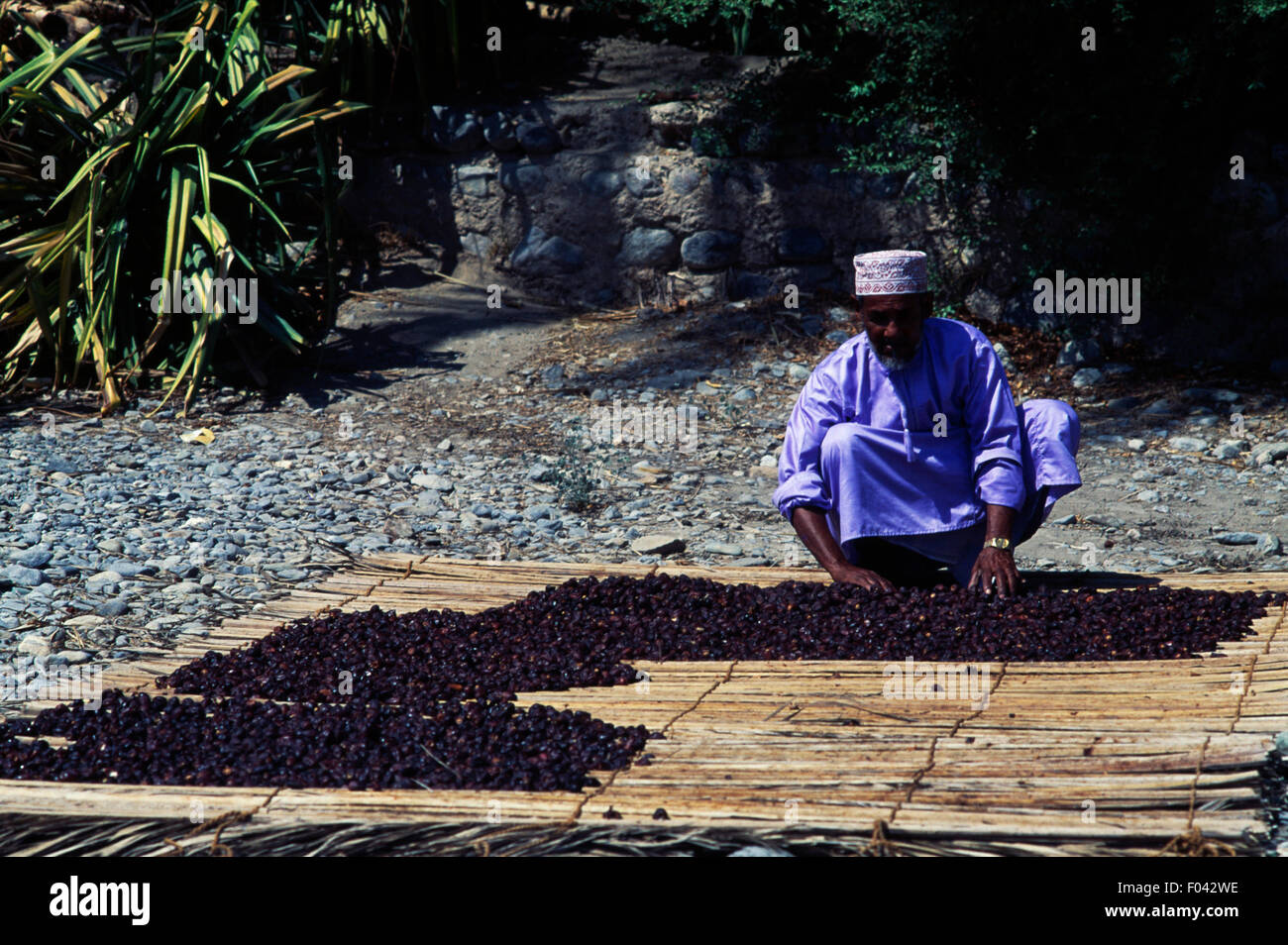 Termine zum Trocknen in die Sonne, Nakhal, Oman angelegt. Stockfoto