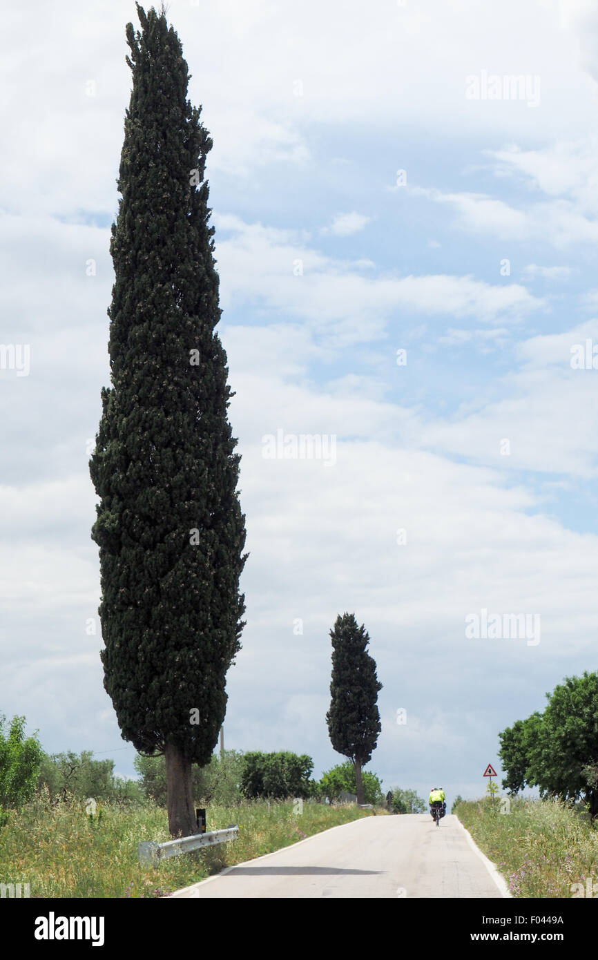 Radfahrer reiten auf einer Landstraße neben Zypressen in Apulien, Italien. Stockfoto