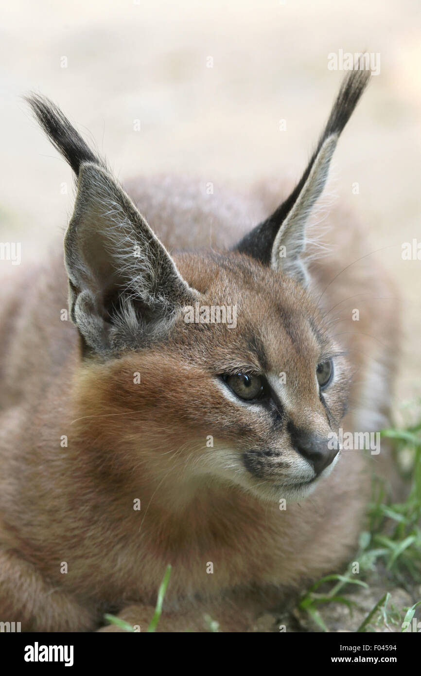 Karakal (Caracal Caracal) Kätzchen im Jihlava Zoo in Jihlava, Ostböhmen, Tschechien. Stockfoto