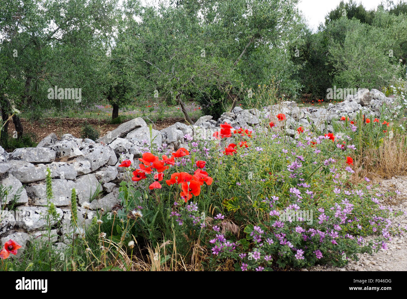 Eine Trockenmauer mit roten Mohnblumen und lila Gerbera auf der einen Seite und einem Olivenhain auf der anderen Seite. Stockfoto