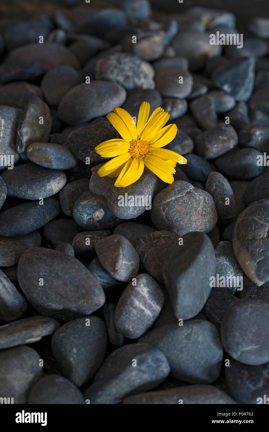 eine gelbe Blume unter schwarzen Kieseln Stockfoto