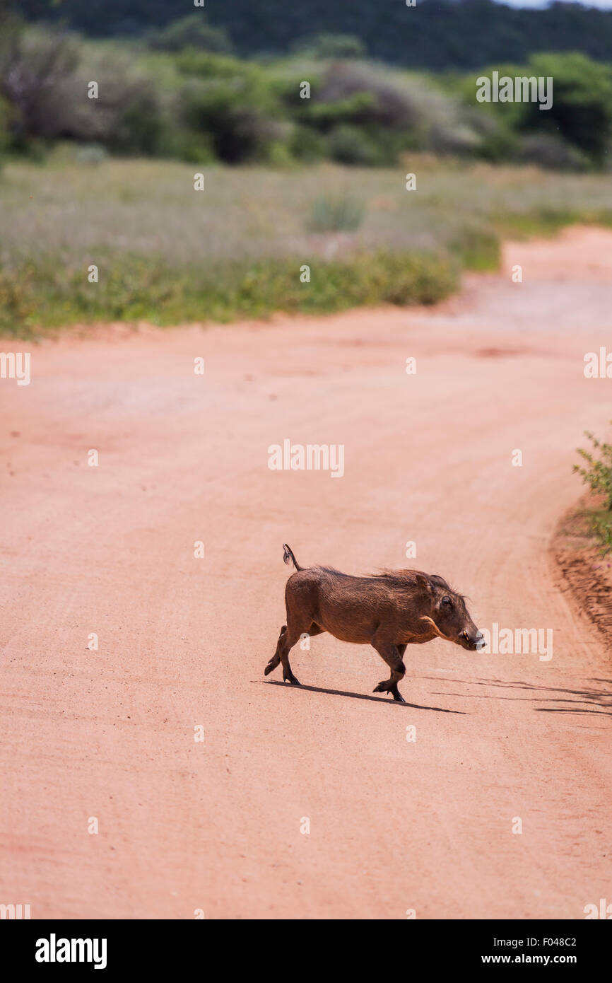 Warzenschwein (Phacochoerus aethiopicus) Überqueren einer Straße im Etosha National Park, Namibia, Afrika Stockfoto