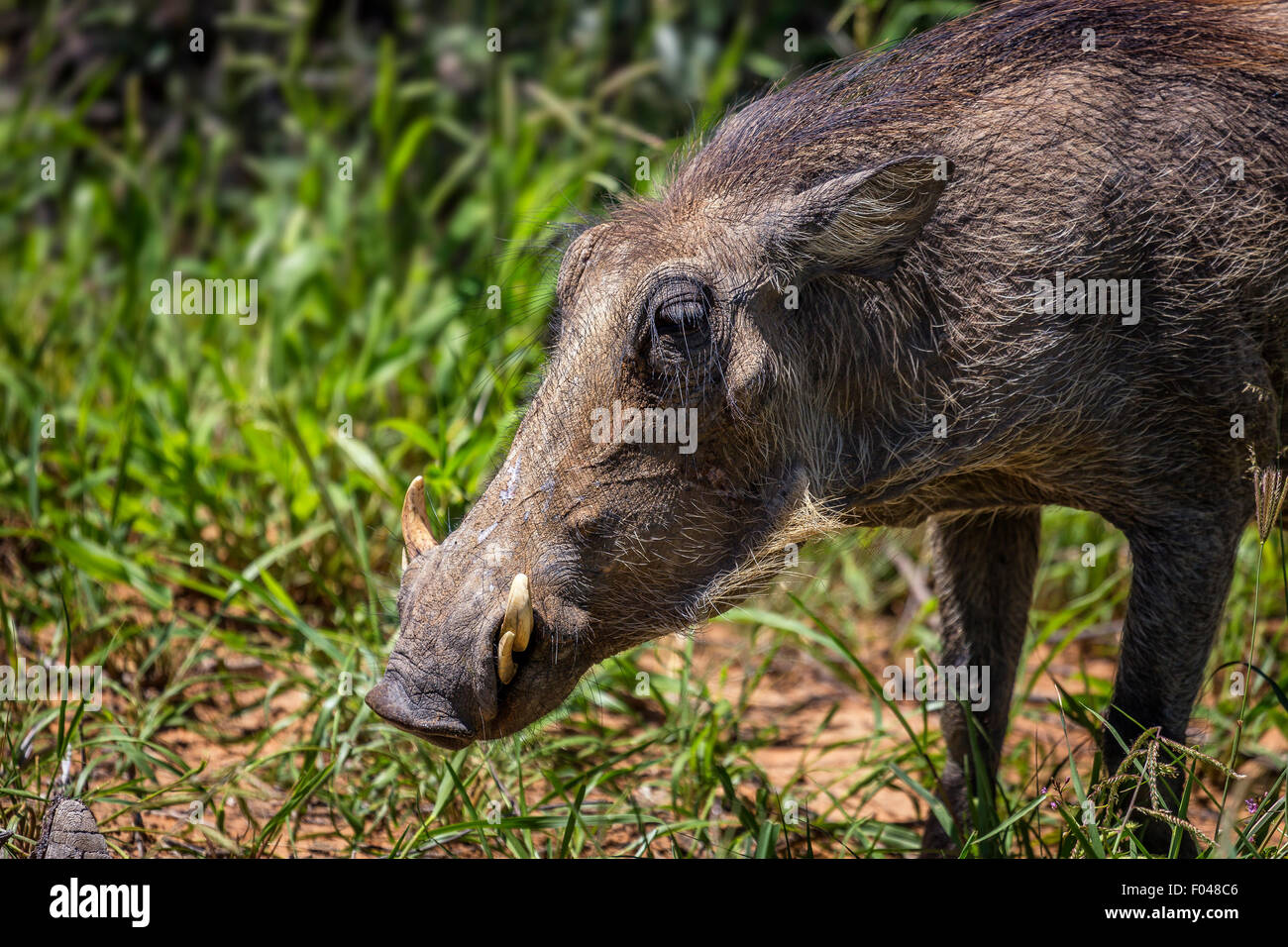 Gemeinsamen Warzenschwein (Phacochoerus Africanus) im Etosha Nationalpark, Namibia, Afrika Stockfoto