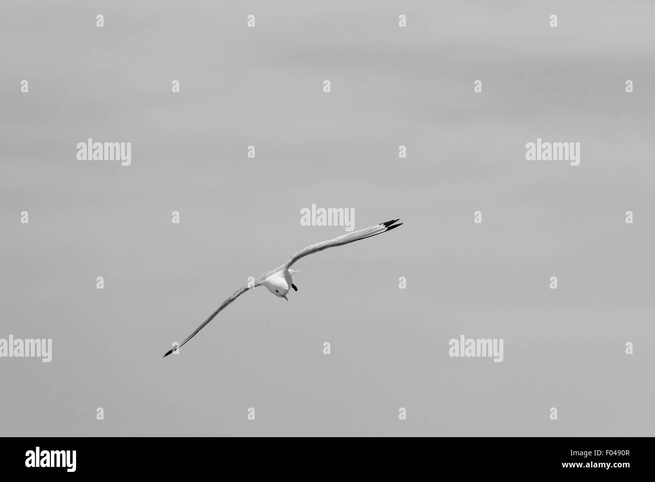 Fahren Sie auf Schuss von einem fliegenden Kittiwake Stockfoto