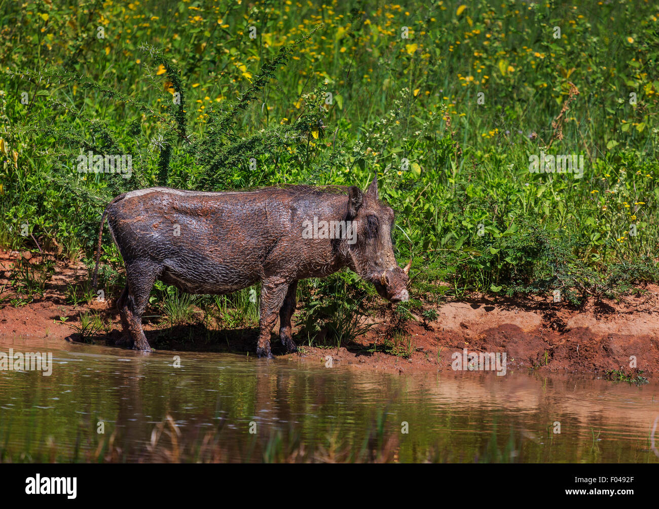 Gemeinsame Warzenschwein (Phacochoerus africanus) durch ein Wasserloch im Etosha National Park, Namibia, Afrika Stockfoto