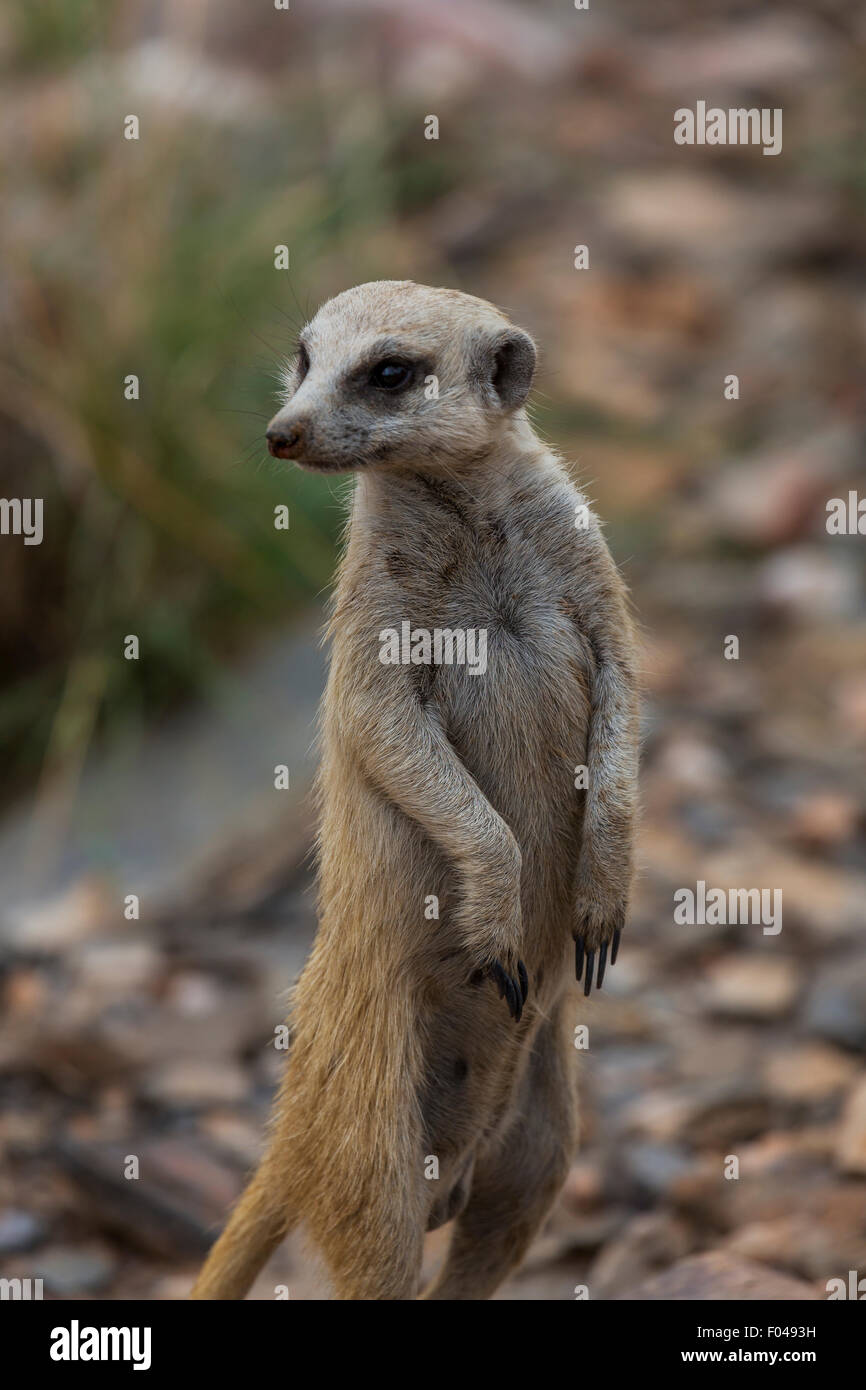 Erdmännchen (Suricata suricatta), Etosha National Park, Namibia, Afrika Stockfoto