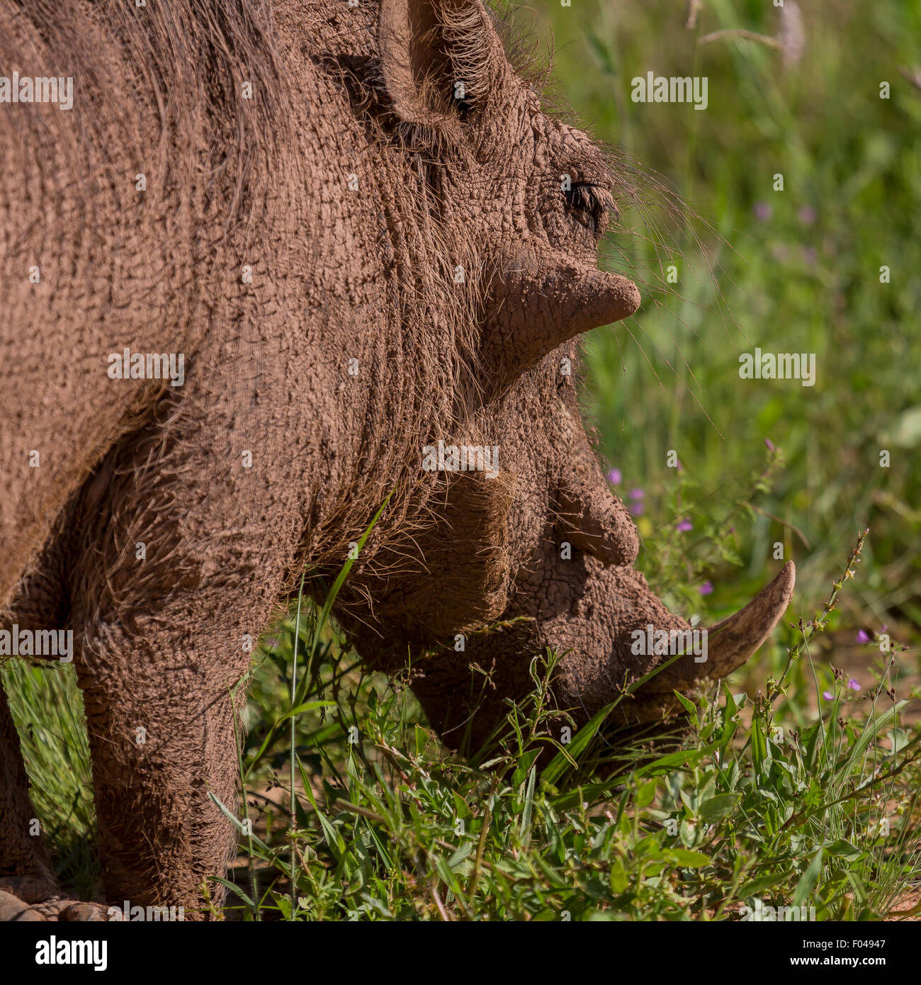 Gemeinsamen Warzenschwein (Phacochoerus Africanus) im Etosha Nationalpark, Namibia, Afrika Stockfoto