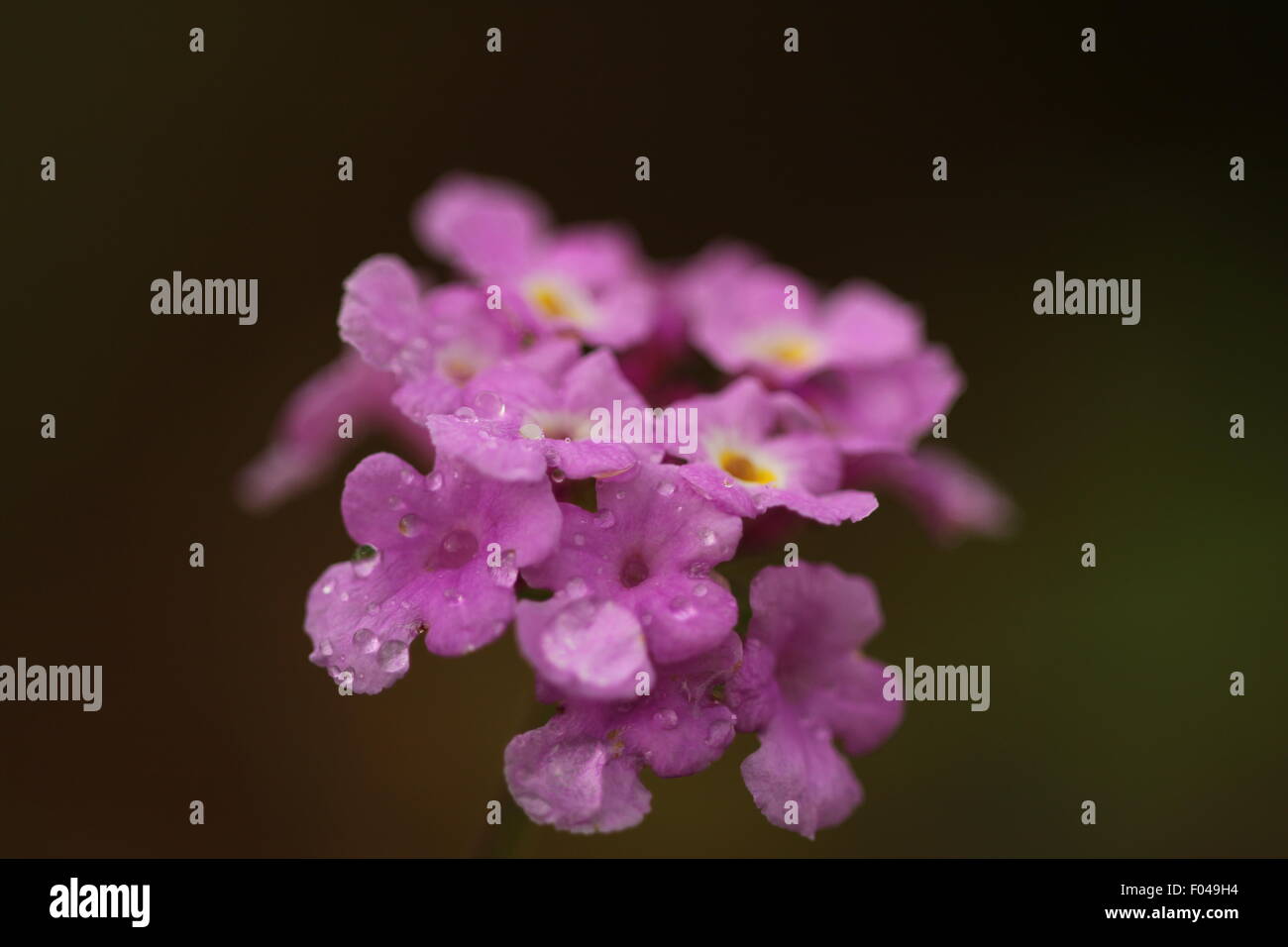 violette Blume mit schönen Tau Stockfoto