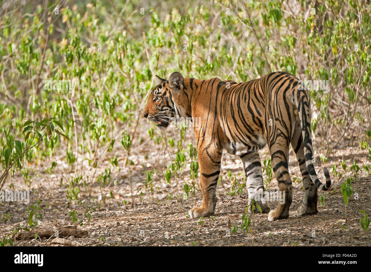 Das Bild der Tiger wurde im Ranthambore Nationalpark-Indien gemacht Stockfoto