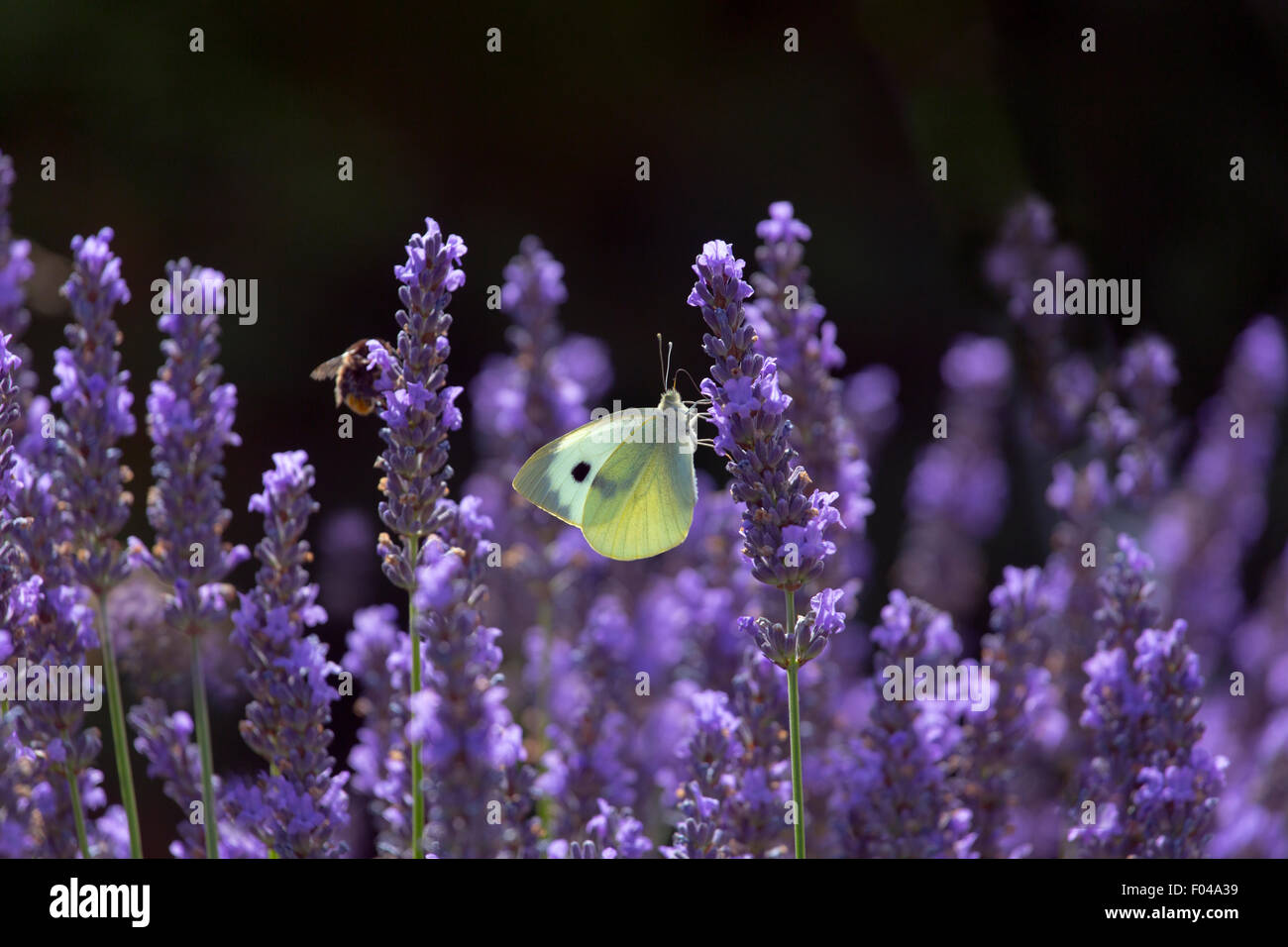 Großen weißen Schmetterling Pieris Brassicae Fütterung auf Lavendel Blumen im Garten Stockfoto