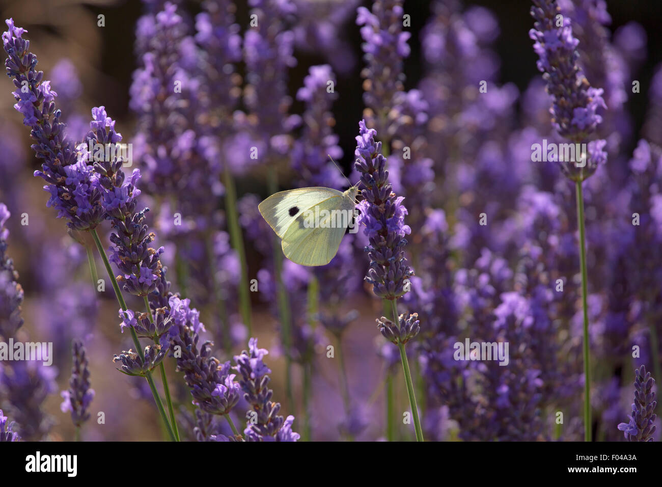 Großen weißen Schmetterling Pieris Brassicae Fütterung auf Lavendel Blumen im Garten Stockfoto