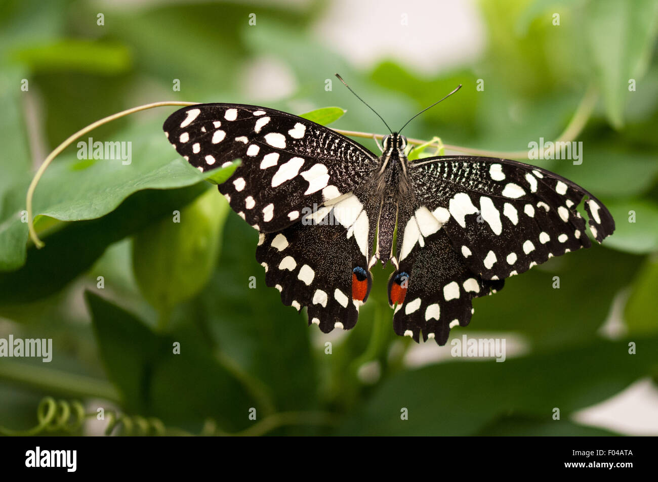 Papilio Demoleus 'Zitrone Butterfly' am sensationellen Schmetterlinge Ausstellung, Natural History Museum, London Stockfoto