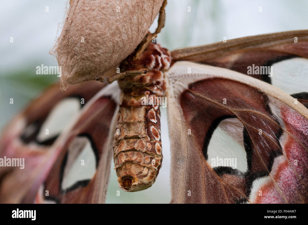 Attacus Atlas "Riesen Atlas Moth" ruht auf einem Kokon am sensationellen Schmetterlinge Ausstellung, Natural History Museum, London Stockfoto