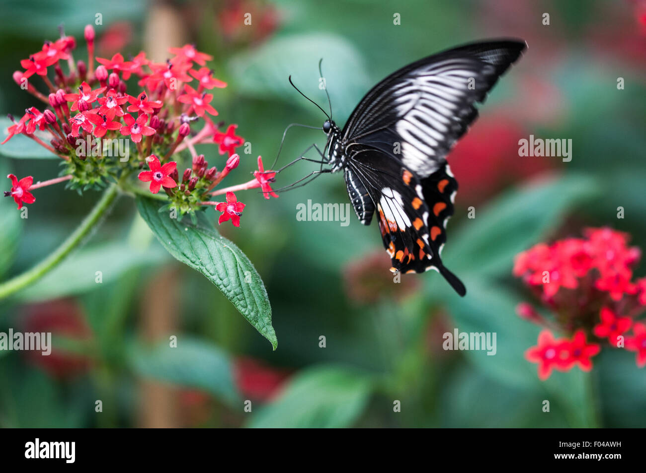 Papilio Polytes Butterfly 'Gemeinsame Mormone' Trinken Nektar aus einer Blume an sensationellen Schmetterlinge Ausstellung, Naturgeschichte Stockfoto