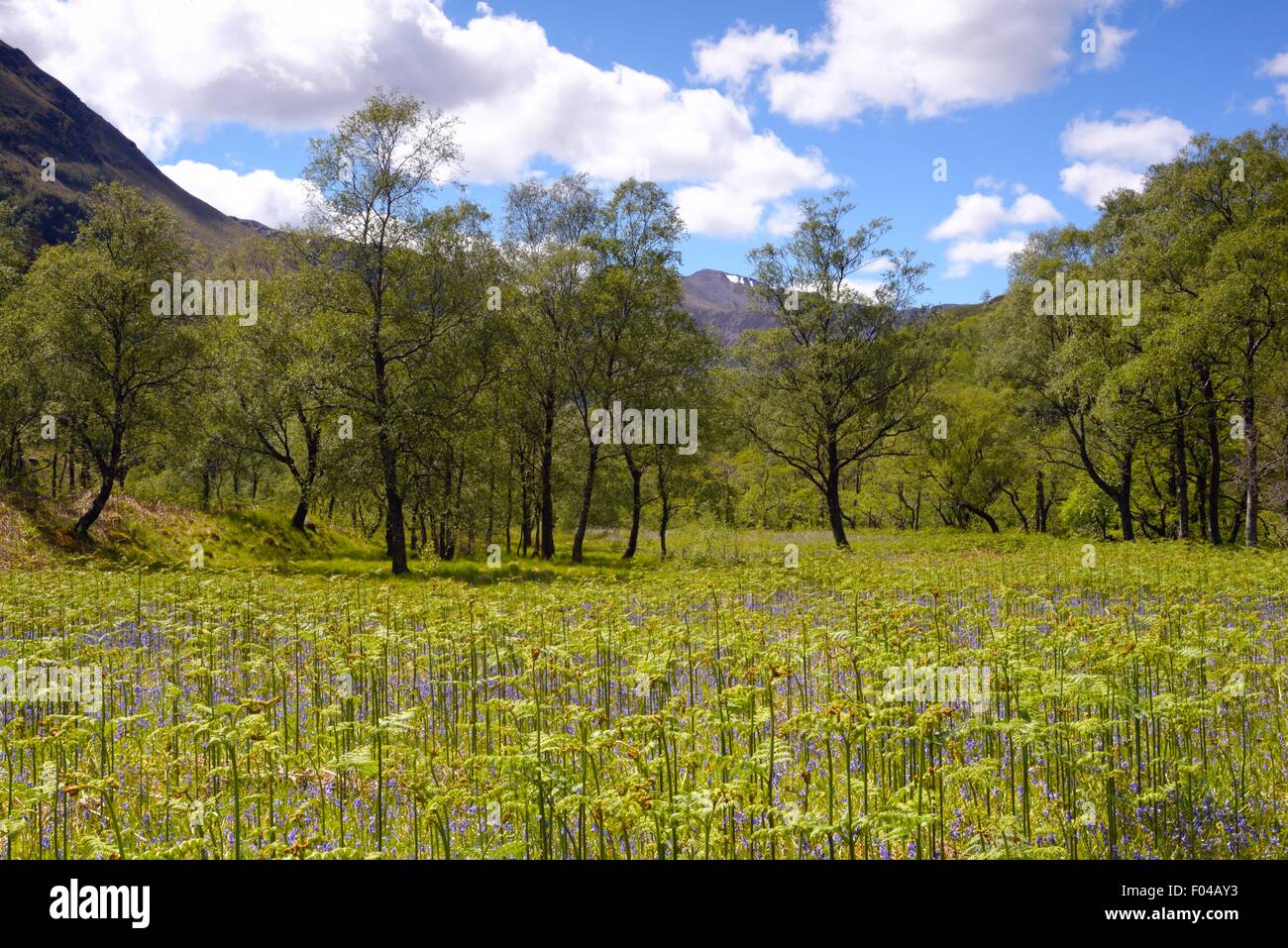 Glen Nevis, Schottland im Juni mit Bluebells und Bracken im Tal Stockfoto