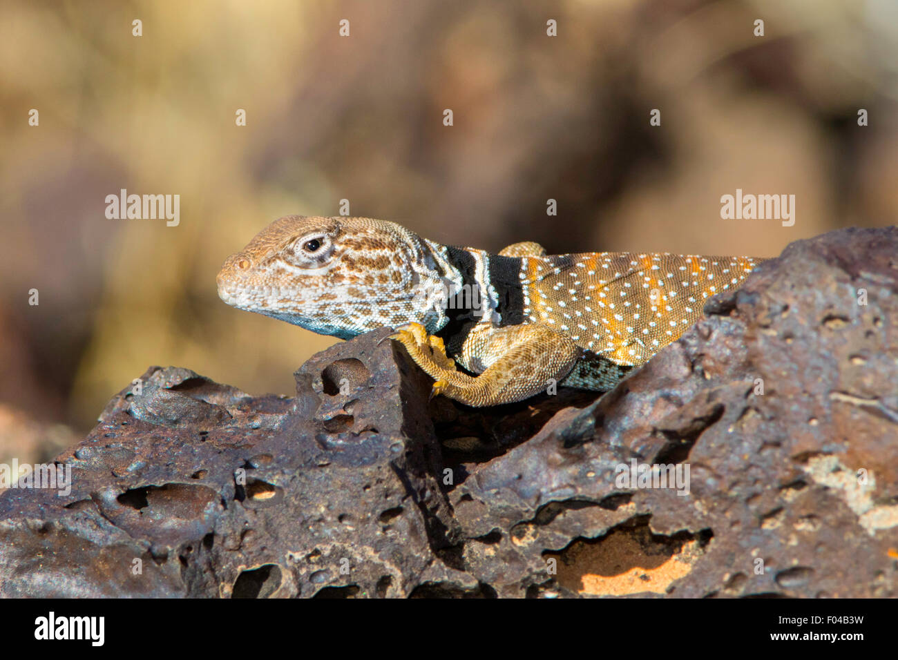Great Basin Collared Eidechse Crotaphytus Bicinctores Snow Canyon State Park, Utah, USA 30 Juni erwachsenen männlichen Stockfoto Great Basin Collared Eidechse Crotaphytus Bicinctores Snow Canyon State Park, Utah, USA 30 Juni erwachsenen männlichen Stockfoto