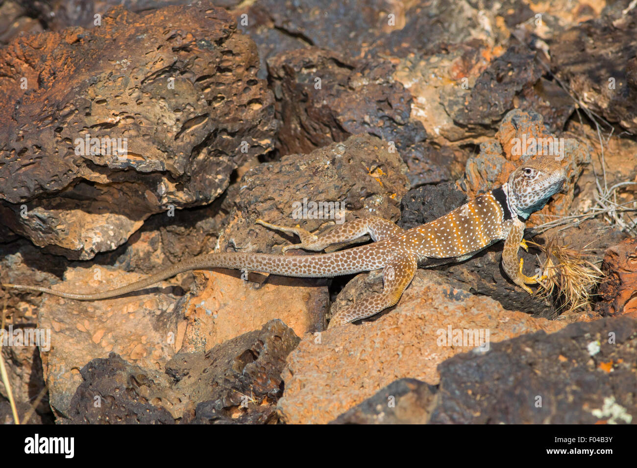 Great Basin Collared Eidechse Crotaphytus Bicinctores Snow Canyon State Park, Utah, USA 30 Juni erwachsenen männlichen Stockfoto Great Basin Collared Eidechse Crotaphytus Bicinctores Snow Canyon State Park, Utah, USA 30 Juni erwachsenen männlichen Stockfoto