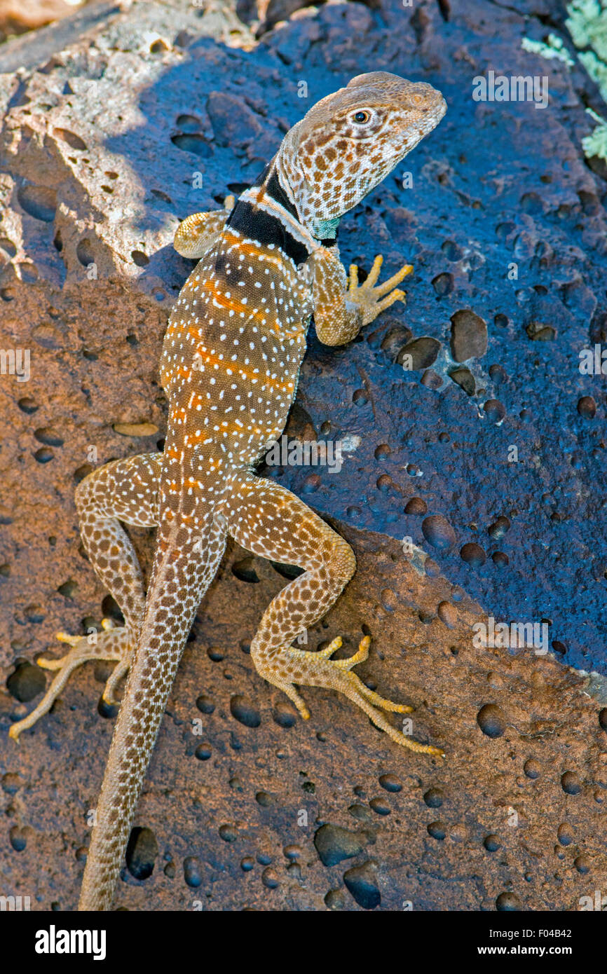 Great Basin Collared Eidechse Crotaphytus Bicinctores Snow Canyon State Park, Utah, USA 30 Juni erwachsenen männlichen Stockfoto Great Basin Collared Eidechse Crotaphytus Bicinctores Snow Canyon State Park, Utah, USA 30 Juni erwachsenen männlichen Stockfoto