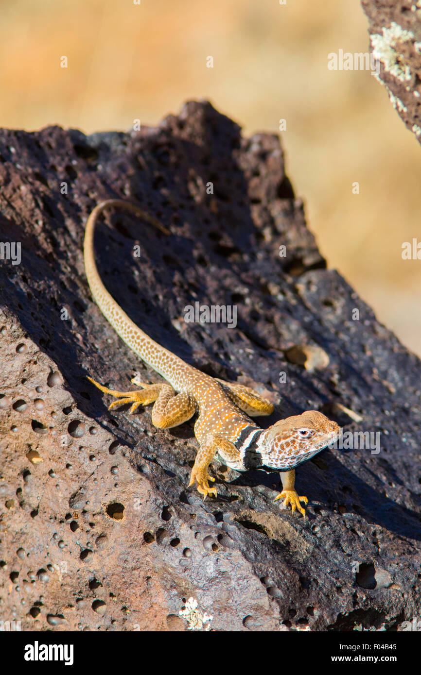 Great Basin Collared Eidechse Crotaphytus Bicinctores Snow Canyon State Park, Utah, USA 30 Juni erwachsenen männlichen Stockfoto