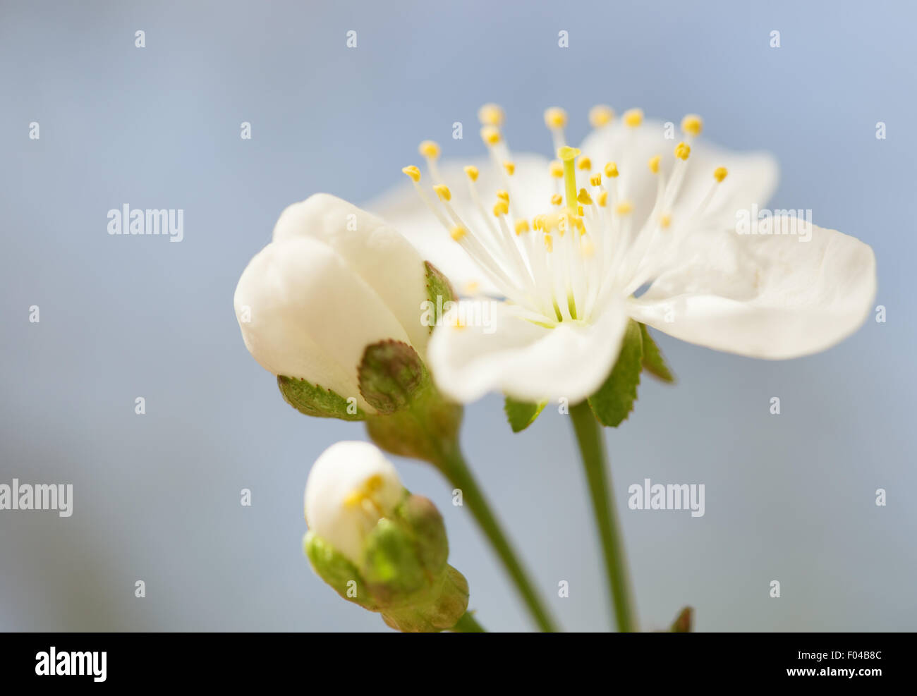 Makroaufnahme einer blühenden Baum Blume Stockfoto