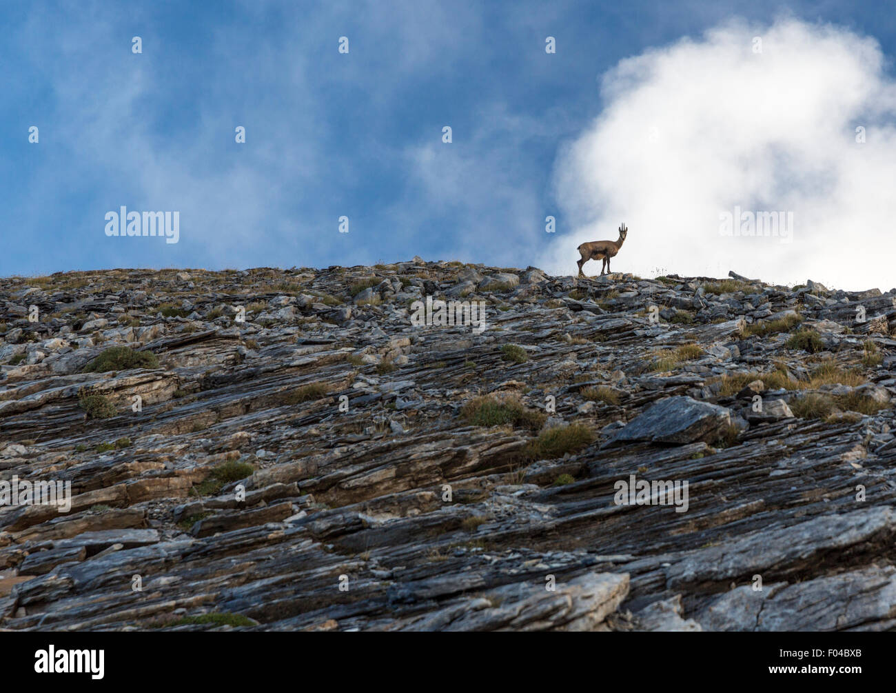 Steinbock-Umfragen die Szene aus seinem Ast auf einem Bergrücken oberhalb der Trail nach Mt Olympus Griechenland Stockfoto