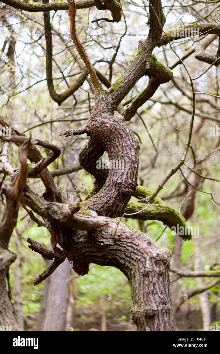 Knorrige blattlosen Baum Stockfoto