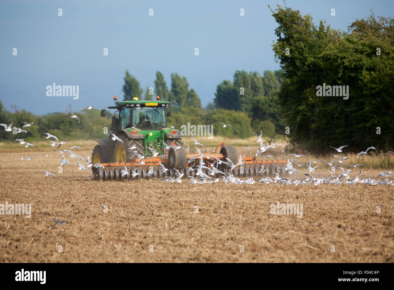 Moderne Traktor ein Feld zu pflügen. Große Herde von Möwen ausgehend hinter in der Hoffnung auf einen Leckerbissen. Stockfoto