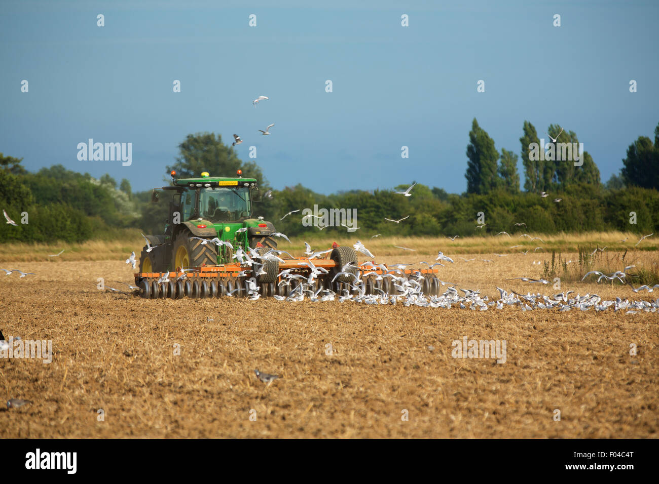Moderne Traktor ein Feld zu pflügen. Große Herde von Möwen ausgehend hinter in der Hoffnung auf einen Leckerbissen. Stockfoto