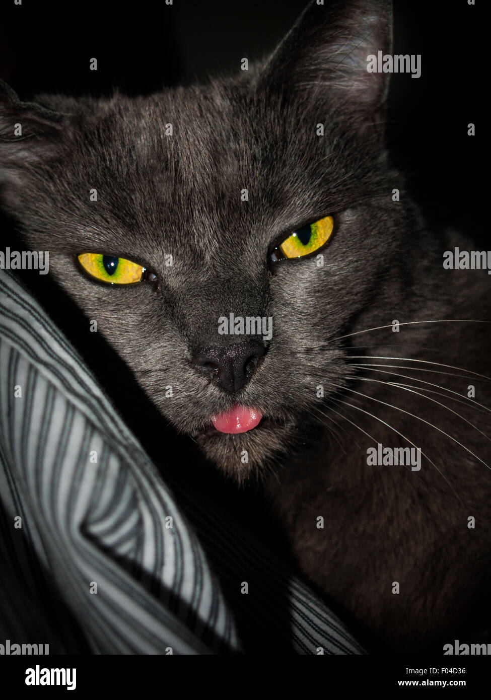 Katze kleben Zunge heraus (russische blaue Kreuz) Stockfoto