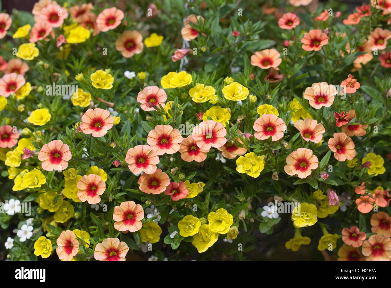 Calibrachoa. Million Bells-Blumen in einer Blumenampel. Stockfoto