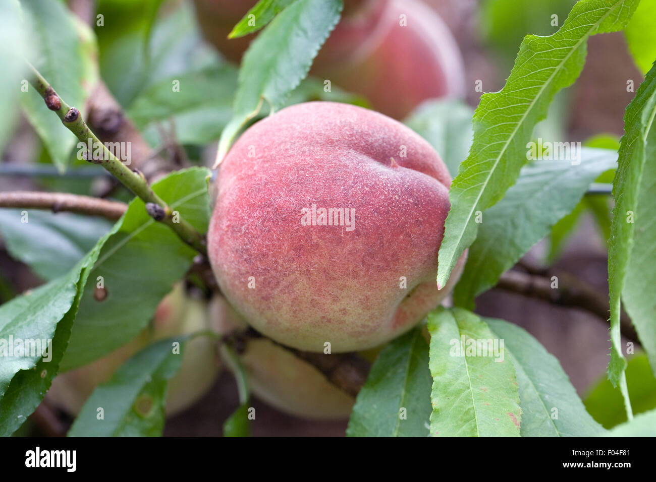 Prunus Persica. Pfirsiche, die Fruchtkörper im Vereinigten Königreich. Stockfoto