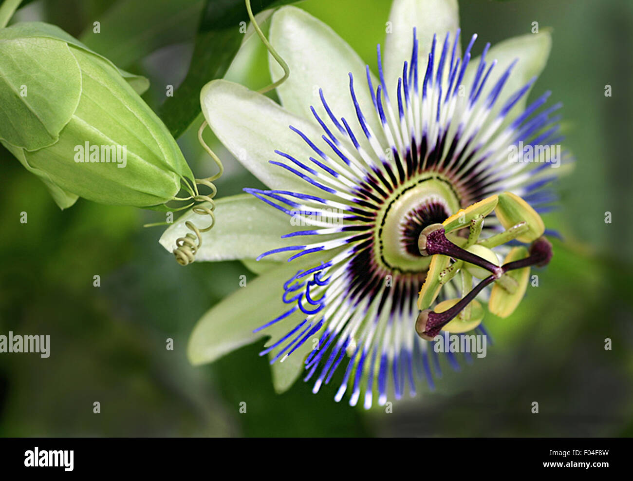 Passiflora Caerulea-blaue Passionsblume und Bud mit Ranken Makro Stockfoto