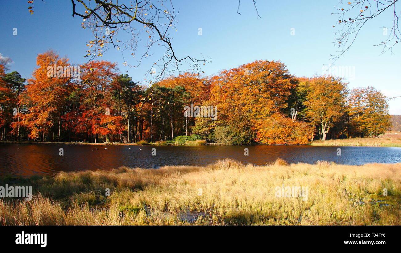 Herbst zeigt seine Farben im Wald am Teich auf dem Longshaw Anwesen im Peak District National Park, England UK Stockfoto