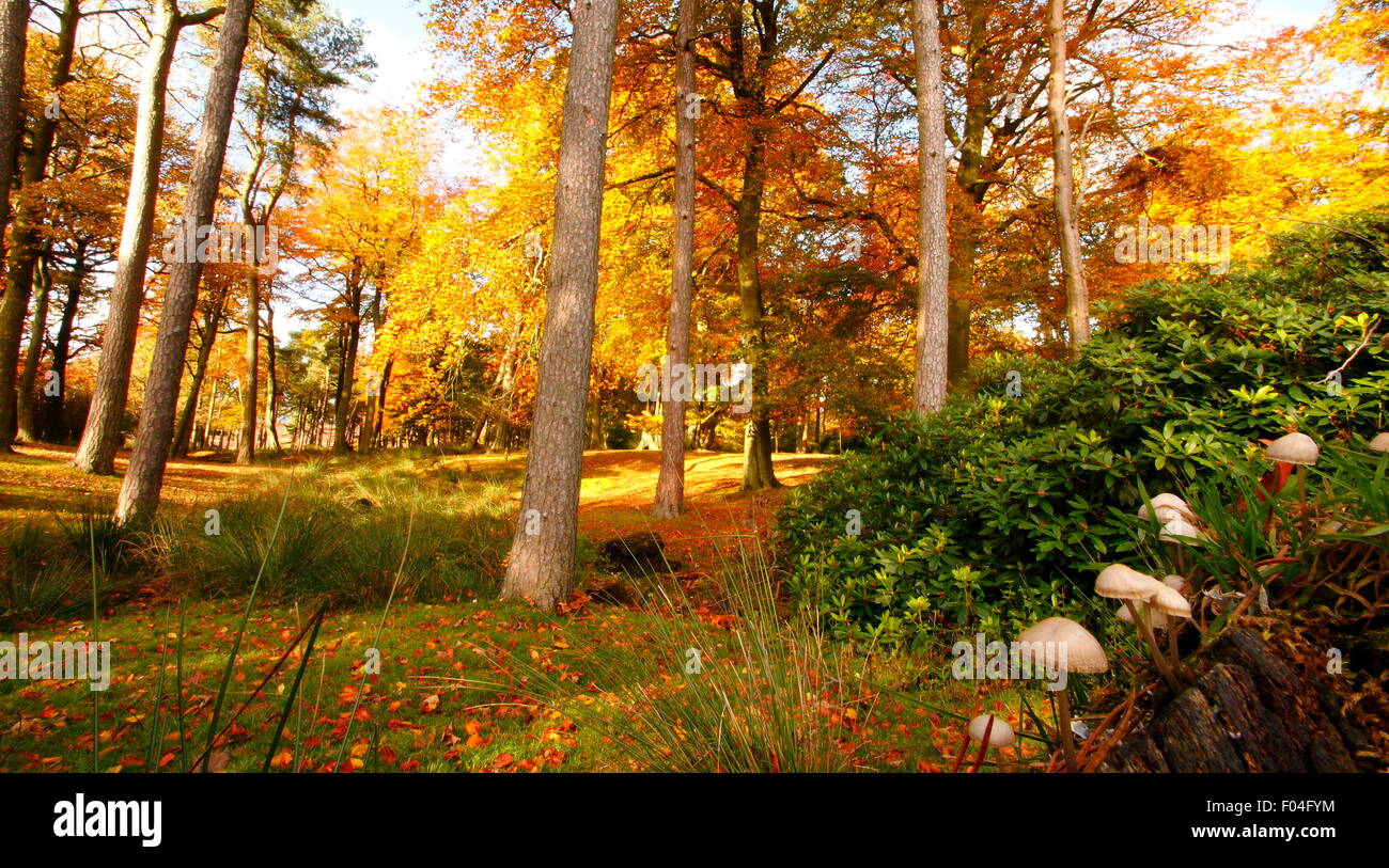Pilze wächst auf einem faulenden Baumstamm in einem Wald im Herbst in der Peak District National Park, Derbyshire England UK Stockfoto